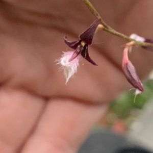 Bulbophyllum miniatum