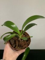 Phalaenopsis mariae