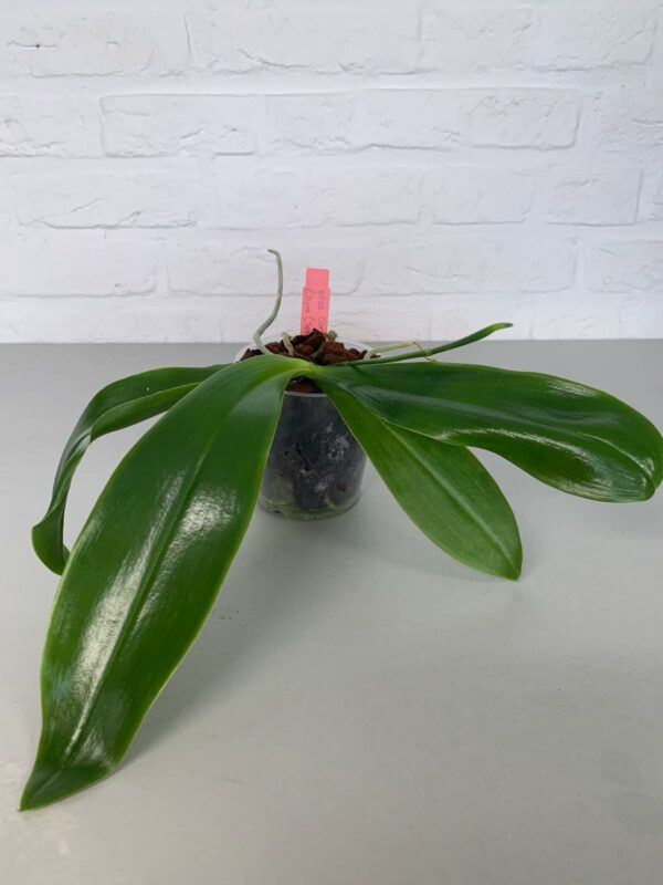 Phalaenopsis Corning-Ambo x (Speciosa x corningiana)